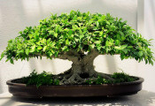 I. Nemzetközi Bonsai Kiállítás